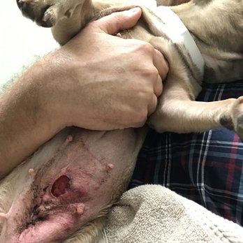 American Pet Clinic - We were reassured this procedure would heal. It didn't we had to take our French Bulldog to UC Davis for medical attention. - Veterinarians Near Me - Ceres, California