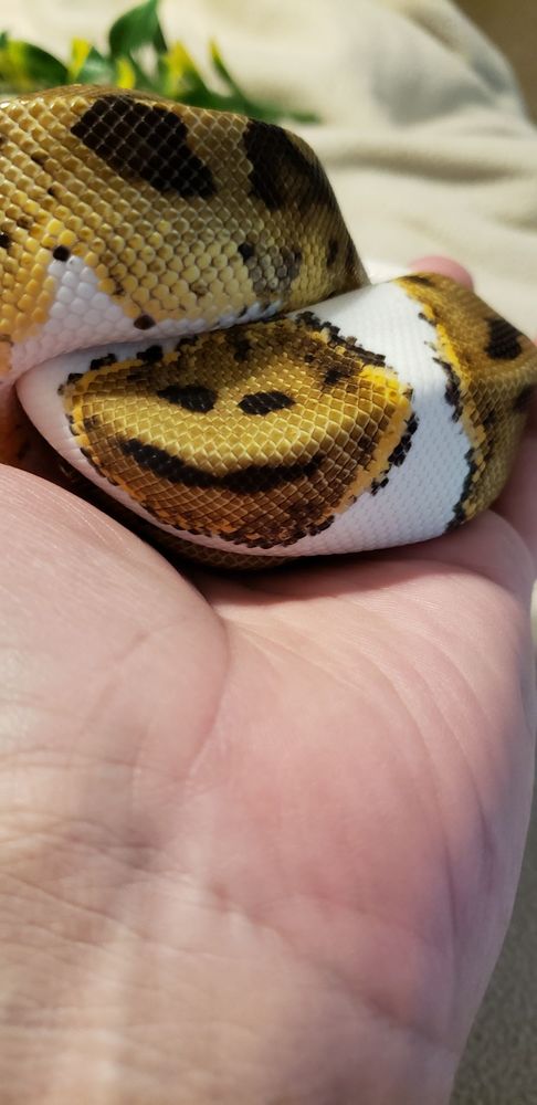 Next World Exotics Image