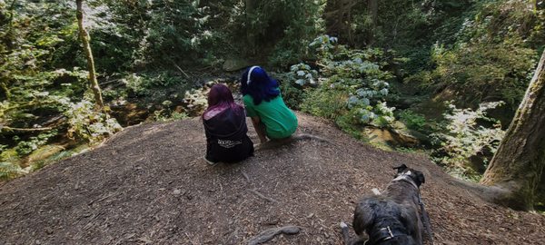 Whatcom Falls by null