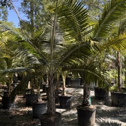Ganz Landscape & Nursery - Hurricane/ Princess palms