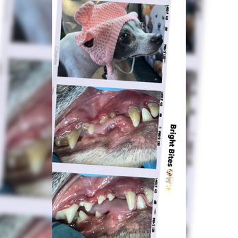 Bright Bites - Veterinarians Near Me Bright Bites - Veterinarians Near Me