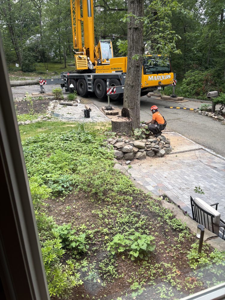 Marquis Tree Service - tree service in North Billerica, MA