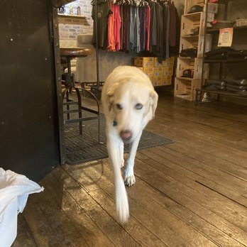 The Montana Distillery - a dog running through the shop - Cocktail Bars Near Me - Stevensville, Montana The Montana Distillery - a dog running through the shop - Cocktail Bars Near Me - Stevensville, Montana