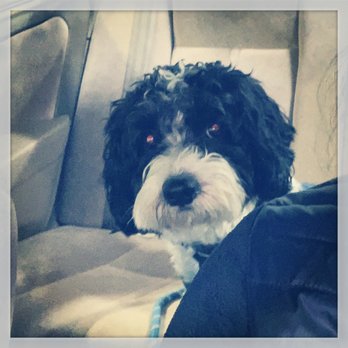 Starbucks - Bleu loves his pup cup, Starbucks Lady! - Coffee & Tea Near Me - Lawton, Oklahoma