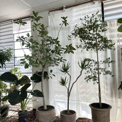 Namoo Plant Shop - They have rare and  taller plants