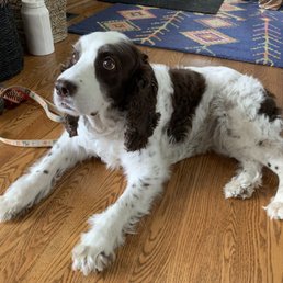 Our dog 'before grooming'.