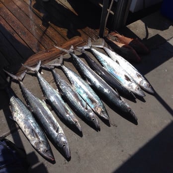 Charterboat Two C's ll - Fish caught on March 20 2014 - Boat Charters Near Me - Clearwater, Florida