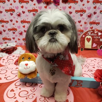 Waggin' Tails - Pet Groomers Near Me - Enoch, Utah