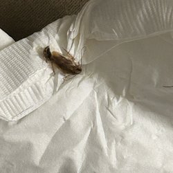 The Inn At Winstar - Roach in our room