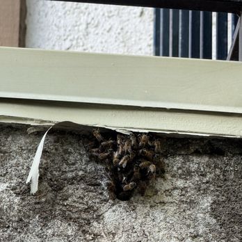 All 818 Bee Rescue - Bee colony - Pest Control Near Me - Granadahills, California