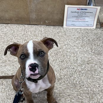 PetSmart - Major Graduating puppy class :) - Pet Stores Near Me - Yorba Linda, California