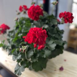 Growing Tx Greens Emporium