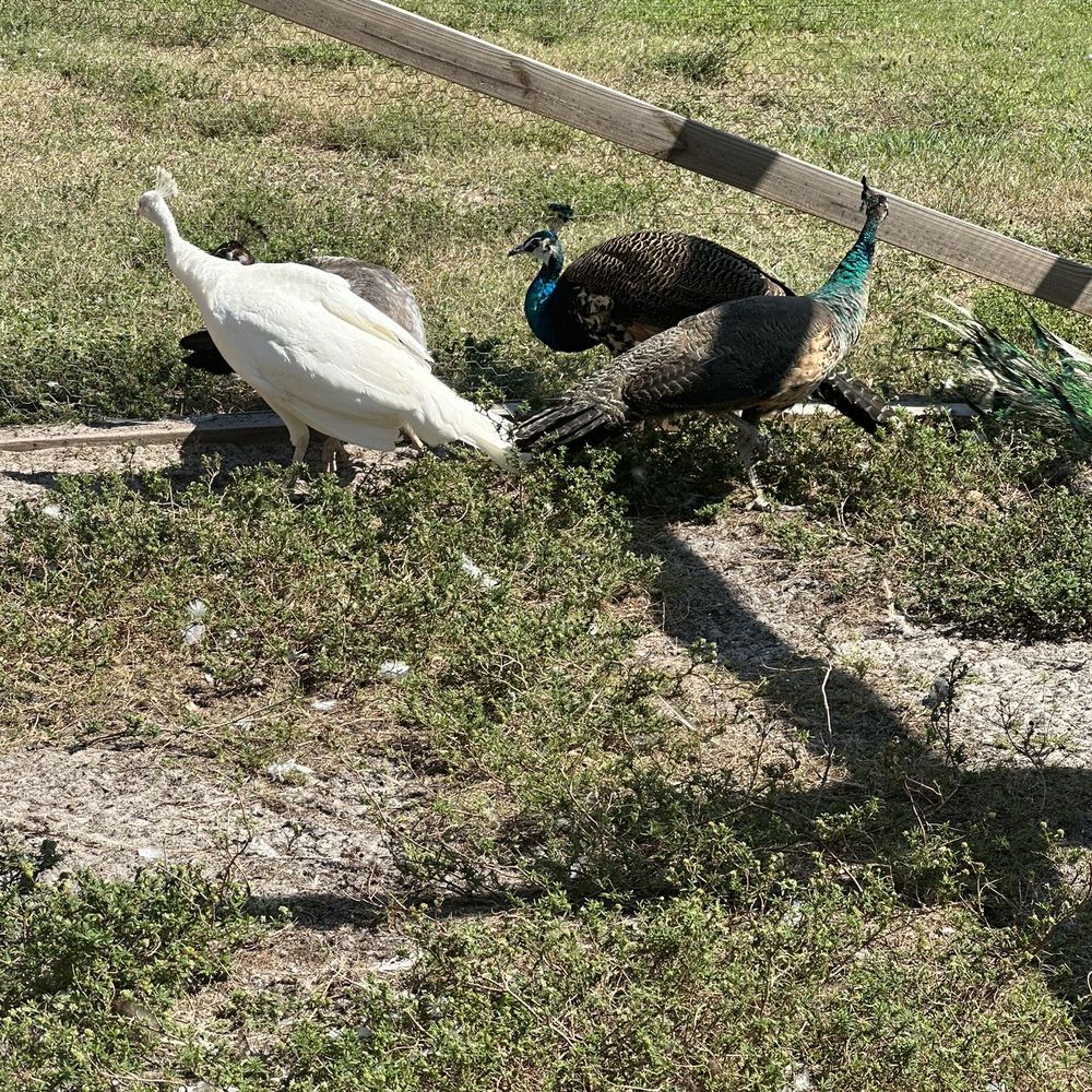 Dim Jandy Ranch - Peacocks - Ranches Near Me - Fort Myers, Florida Dim Jandy Ranch - Peacocks - Ranches Near Me - Fort Myers, Florida