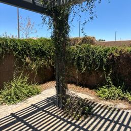 Before vine removal Before vine removal