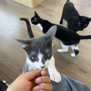 Mochi Kittos - Desserts Near Me - Gardena, California