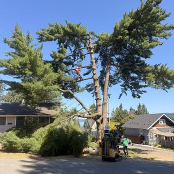Integrity Tree Works - Getting there - Tree Services Near Me - Newcastle, Washington Integrity Tree Works - Getting there - Tree Services Near Me - Newcastle, Washington
