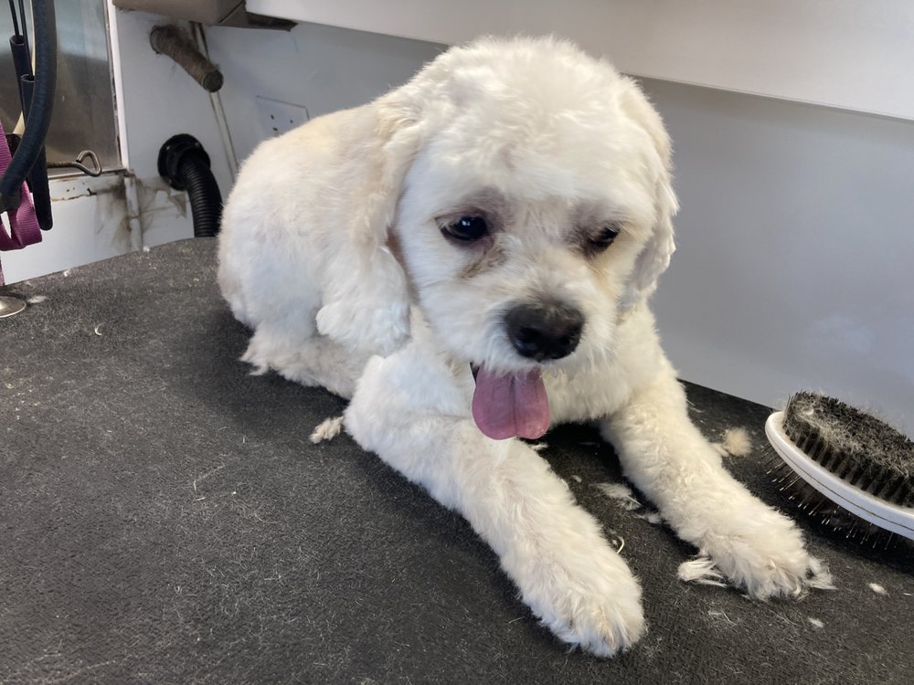 HAPPY SCRAPPY MOBILE PET GROOMING Updated October 2024 72 Photos