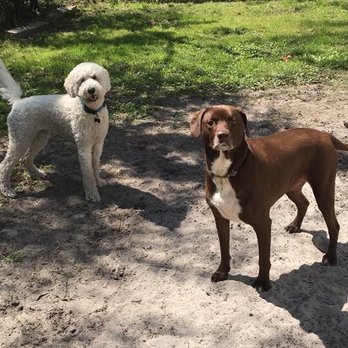 AAA Cuddle Pups - Broby & Tank enjoying playing time at the original location on US1 & Racetrack rd. - Pet Groomers Near Me - Jacksonville, Florida AAA Cuddle Pups - Broby & Tank enjoying playing time at the original location on US1 & Racetrack rd. - Pet Groomers Near Me - Jacksonville, Florida