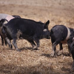 Agriturismo Villa Dama - i maialini di cinta senese