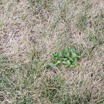 The Giving Tree - a green plant in the middle of the grass - Landscaping Near Me - Hamden, Connecticut The Giving Tree - a green plant in the middle of the grass - Landscaping Near Me - Hamden, Connecticut
