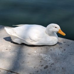 John Anson Ford Park - Duck by the pond