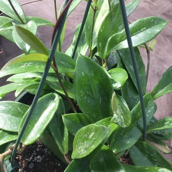 Lancaster Gardens - Hoya for $12 - Nurseries & Gardening Near Me - Lancaster, Massachusetts