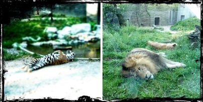 OGRÓD ZOOLOGICZNY W KRAKOWIE Updated April 2025 74 Photos & 20