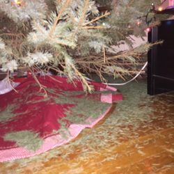Oney's Tree Farm - One day's worth of needle loss.