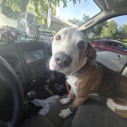 Savannah Veterinary Clinic - Taco Taco coming home