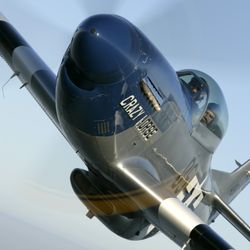 Stallion 51
