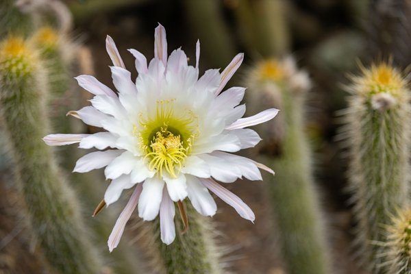University of California Botanical Garden by null