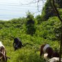 Photo of Land Brush and Weeds Removal