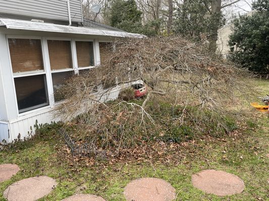 Deck Building w/ Tree removal - With our 12 years experience; we were able to remove this tree and build a stand alone 12x12 deck in 10 days!