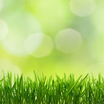 Fit Lawns Landscaping - a closeup of a green lawn - Landscaping Near Me - Ocean City, New Jersey Fit Lawns Landscaping - a closeup of a green lawn - Landscaping Near Me - Ocean City, New Jersey