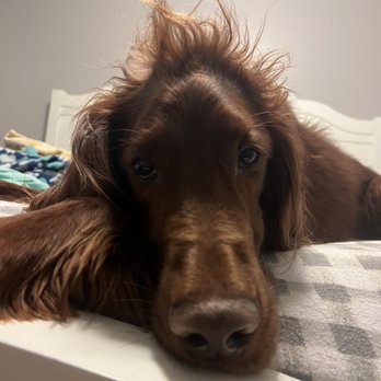Puppy Spaw - Groot - Pet Groomers Near Me - Logan, Utah