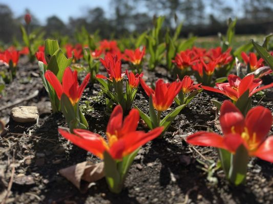 Garvan Woodland Gardens by null