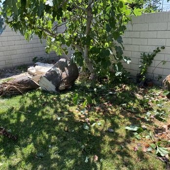 Bernabe Tree Service - Tree Services Near Me - Riverside, California