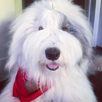Zoom Room Dog Training - Rocco the 1yr old Old English sheepdog (instagram @rocco_roni) - Pet Training Near Me - Austin, Texas Zoom Room Dog Training - Rocco the 1yr old Old English sheepdog (instagram @rocco_roni) - Pet Training Near Me - Austin, Texas