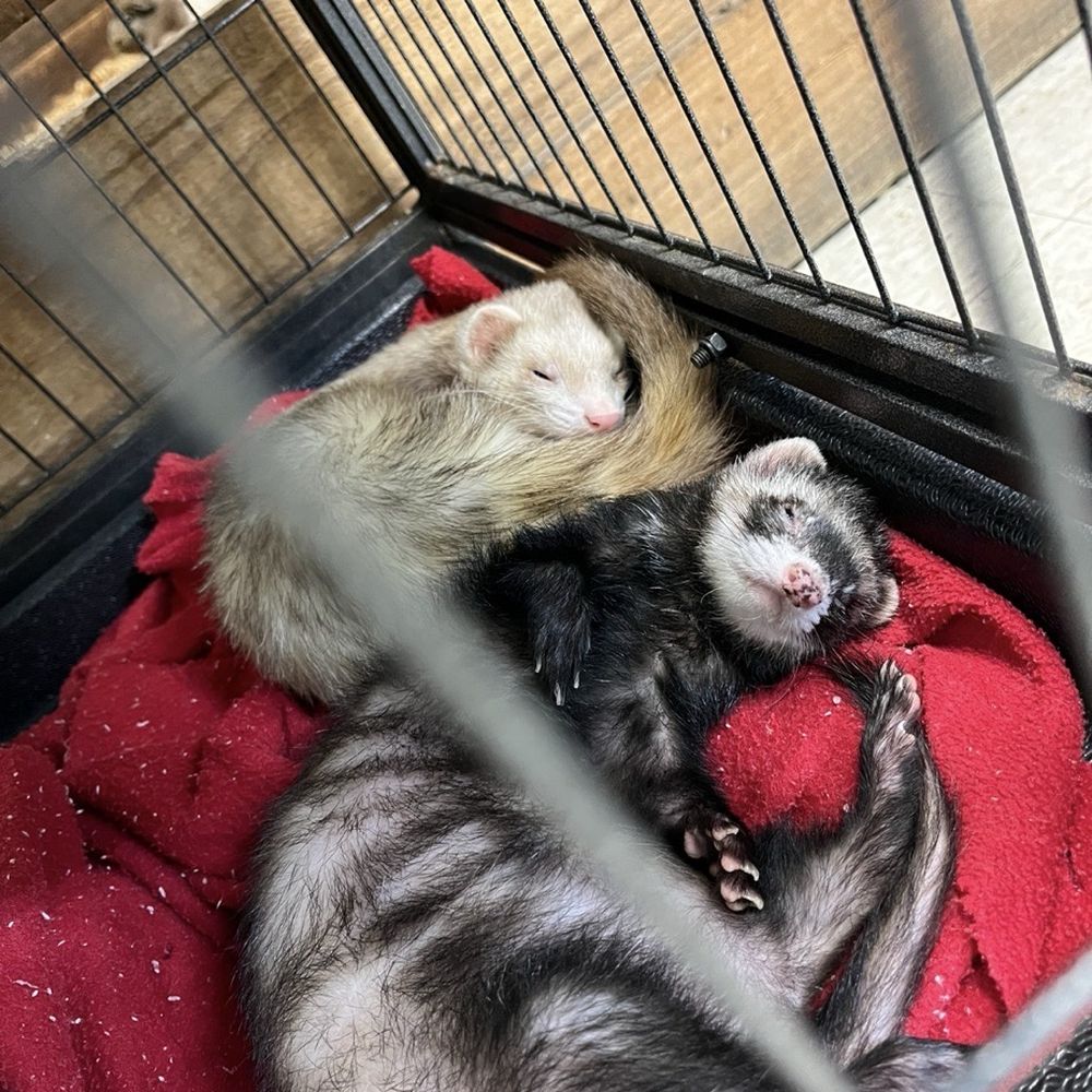 Pets & Pals - SICK FERRETS. crusty eyes and runny nose. Very likely a respiratory infection. - Pet Stores Near Me - Albany, Georgia