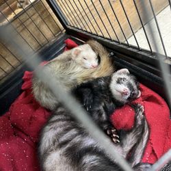 Pets & Pals - SICK FERRETS. crusty eyes and runny nose. Very likely a respiratory infection.