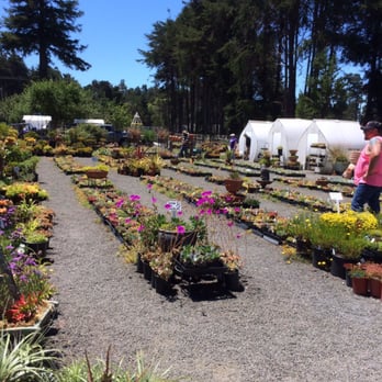 Simply Succulent - The small buying garden - Nurseries & Gardening Near Me - Fort Bragg, California