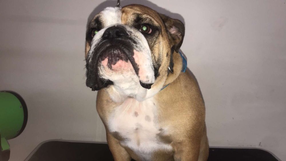 SANDY PAWS CAT AND DOG GROOMING 220 Photos 4447 Hwy 17 Buisness