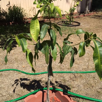 Champa Nursery - Valencia Price mango !!! - Nurseries & Gardening Near Me - El Monte, California