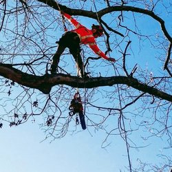 Googe Tree Service & Design