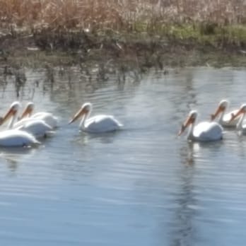 Quail Creek Park - aquatic wildlife - Parks Near Me - Broomfield, Colorado