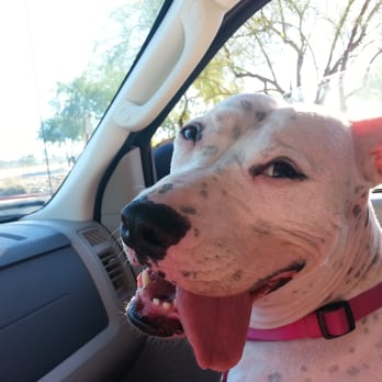 Tucson VetCalls - Pet Services Near Me - Tucson, Arizona Tucson VetCalls - Pet Services Near Me - Tucson, Arizona