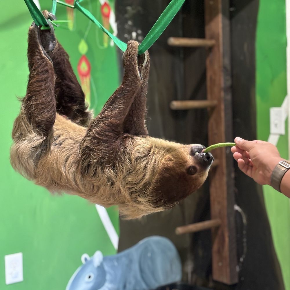 Coastal Wilds - Sloth encounter - Petting Zoos Near Me - Frankford, Delaware Coastal Wilds - Sloth encounter - Petting Zoos Near Me - Frankford, Delaware
