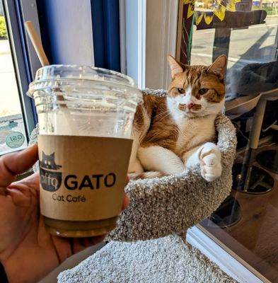 affoGATO Cat Cafe by null