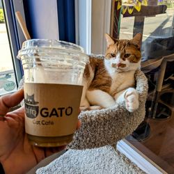 affoGATO Cat Café - Delicious cups of coffee too