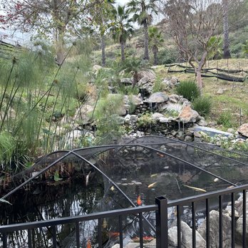 Sunshine Mountain Vineyard - Koi pond and waterfall - Wineries Near Me - San Marcos, California Sunshine Mountain Vineyard - Koi pond and waterfall - Wineries Near Me - San Marcos, California